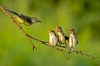 Feeding 2 - Li-Chu Hsieh - Taiwan - Men d Hon.jpg